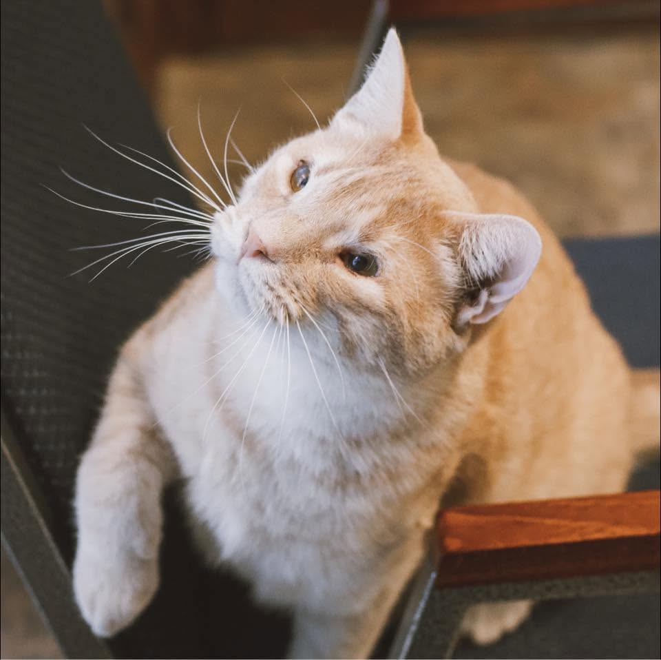 Plumber the Clinic Cat Plumber the Clinic Cat